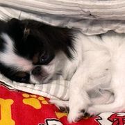 Japanese Chins from Sakura Japanese Chin