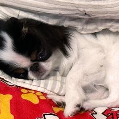 Japanese Chins from Sakura Japanese Chin