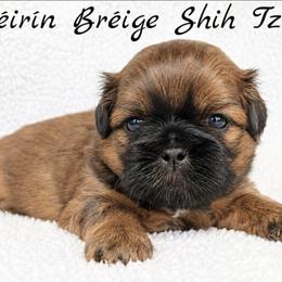 ARCHIE - Red male Shih Tzu puppy in Las Vegas, Nevada from Beirin Breige Shih Tzus