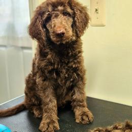 Blake - Brown male Double Doodle puppy in Jeddo, Michigan from Bert's Doodles