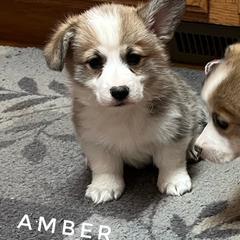 Amber - Red female Pembroke Welsh Corgi puppy in Vernal, Utah from Bingo's Kennel