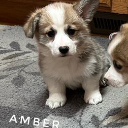 Amber - Red female Pembroke Welsh Corgi puppy in Vernal, Utah from Bingo's Kennel