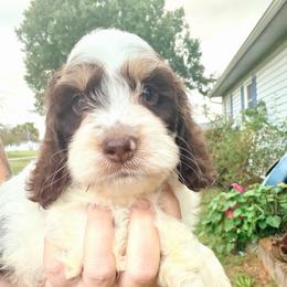 Spencer with training - Brown white and tan male Cockapoo puppy in Boonville, North Carolina from Doods & Dolls