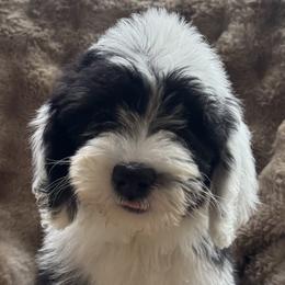 French Toast (Toast) - Black and white male Sheepadoodle puppy in Howell, Michigan from Animal Crackers