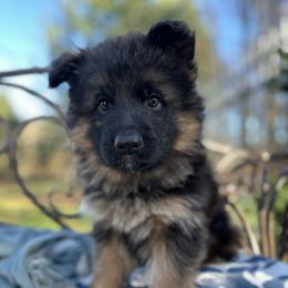 German Shepherd Puppies from Golden Ridge