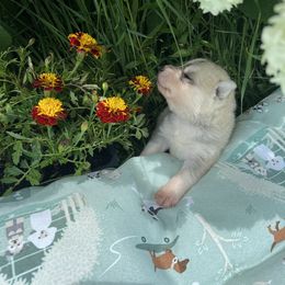 Boy 2 - Gray and white Siberian Husky puppy in Westfield, Vermont from Snowdancer Kennels, Reg