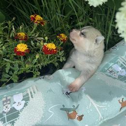 Boy 2 - Gray and white Siberian Husky puppy in Westfield, Vermont from Snowdancer Kennels, Reg