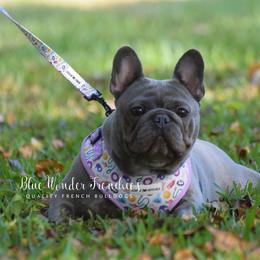 Danika - French Bulldog