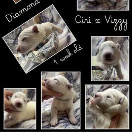 DIAMOND Boy - White male German Shepherd puppy in Apache Junction, Arizona from CS Vista Farms