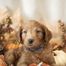 Falcon Jet - male Golden Mountain Doodle puppy in Seffner, Florida from Gold Diamond Pup