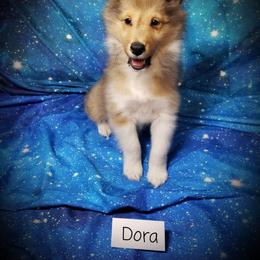 Dora the explorer - Sable and white female Shetland Sheepdog puppy in Moore Haven, Florida from Sheri Harris's Shetland Sheepdogs