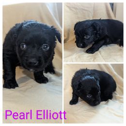 Girl 2 - Black & white Australian Shepherd puppy in Sanger, California from A&M Australian Shepherds