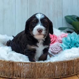 Bernedoodle and Cavapoo Puppies from Positively Doodles