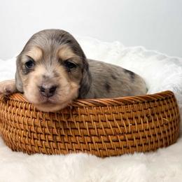 Winston - Dachshund