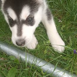 Siberian Husky Puppies from Husky Rose