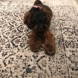 Maltipoo All Grown Up from Anzhela Ibragimova
