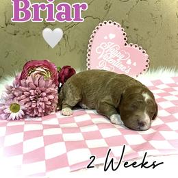 Briar - Red  female Goldendoodle puppy in Runaway Bay, Texas from Green Ranch Doodles