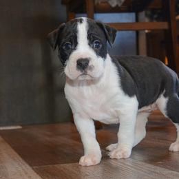 11 - female Alapaha Blue Blood Bulldog puppy in Walbridge, Ohio from United Alapaha Bulldogs