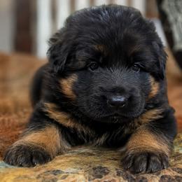 Orange Collar - Male - Black and red male German Shepherd puppy in Charlotte, North Carolina from Zuflucht K9s