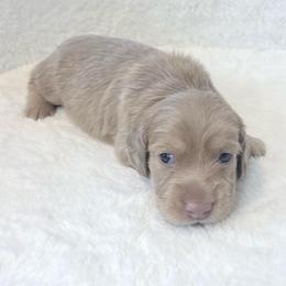Zack Morris - Cream male Dachshund puppy in Perris, California from The Dach House