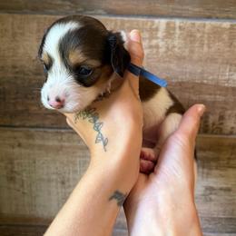 Zero - Piebald male Dachshund puppy in Mountain Home, Arkansas from The Teacup Homestead Miniature Dachshunds