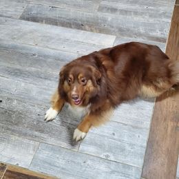 Bernedoodles and Miniature Australian Shepherds from Miller's Aussie,Bernedoodle Pups!