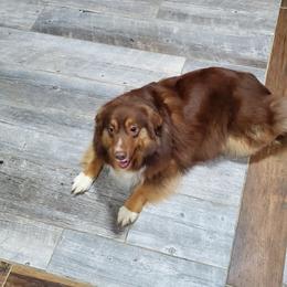Bernedoodles and Miniature Australian Shepherds from Miller's Aussie,Bernedoodle Pups!