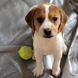 Beagle Puppies from Amanda Nitsa Oz
