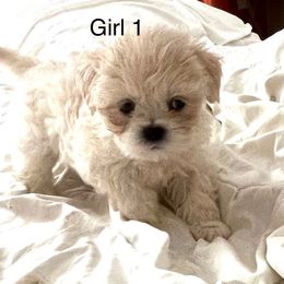 Girl 1 - White female Lhasa Apso puppy in Bethpage, New York from Tibetan Tails