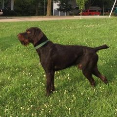 Bruno  - Deutsch-Drahthaar