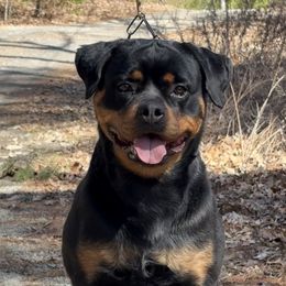 Shotzi - Rottweiler