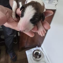 Purple Collar - White female Borzoi puppy in Wichita, Kansas from Kaos Kennel