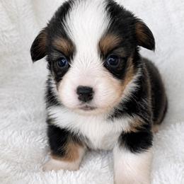 Rhett - Black and tan male Pembroke Welsh Corgi puppy in Beggs, Oklahoma from Blue Diamond Corgi’s