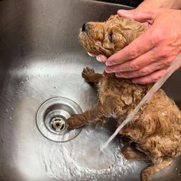 Goldendoodle Puppies from Quentin Brewer
