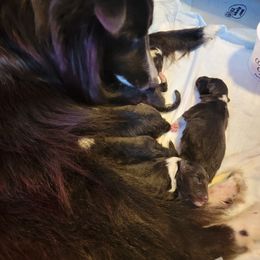 Shetland Sheepdog Puppies from Highland Shelties