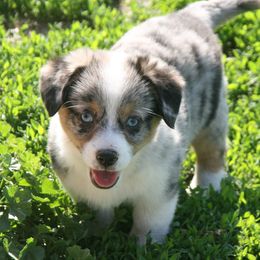 Sally - Blue female Companion Cross puppy in Fairview, South Dakota from Dakota Toy Aussies
