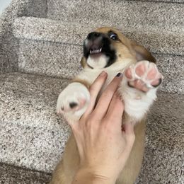 Pembroke Welsh Corgi Puppies from Sully's Corgis