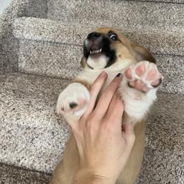 Pembroke Welsh Corgi Puppies from Sully's Corgis