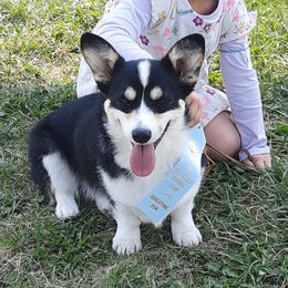 Daphne - Pembroke Welsh Corgi