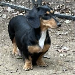 Winnie - Dachshund