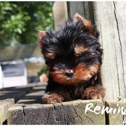 Yorkshire Terrier Puppies from Danielle's Yorkie Babies