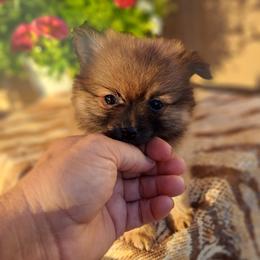 Pomeranian Puppies from Tonia's Pomeranians