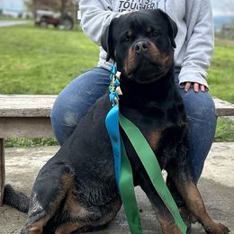 Rottweiler puppies from Misjef Rottweilers