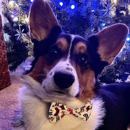 Loki - Cardigan Welsh Corgi