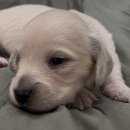 Lunar - Cream male Dachshund puppy in Sheridan, Arkansas from Farmhouse Dachshunds