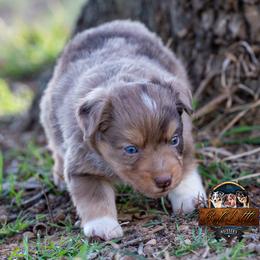 Miniature American Shepherd, Miniature Australian Shepherd, and Toy Australian Shepherd Puppies from Best Little Aussies