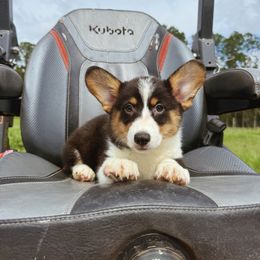 Nyx - Black and white female American Corgi puppy in Inverness, Florida from Canaan Farm Corgis