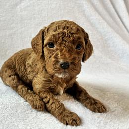 Ice - Red and white female Cockapoo puppy in Adrian, Oregon from ApplebyFarm