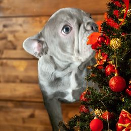 Madison - Tricolors French Bulldog puppy in Stevensville, Montana from Last Best Frenchies