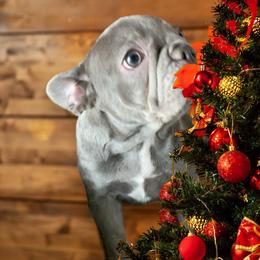 Madison - Tricolors French Bulldog puppy in Stevensville, Montana from Last Best Frenchies